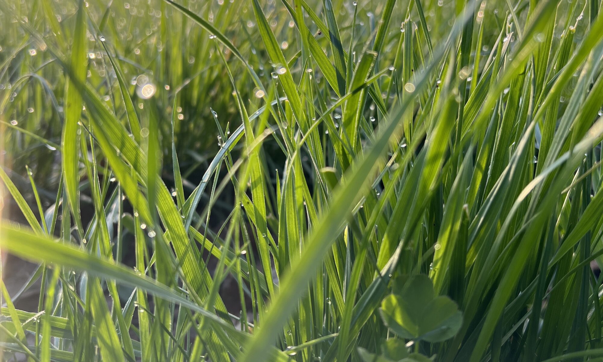 Od ziarenka do bochenka – Eko Przygoda! 🌾