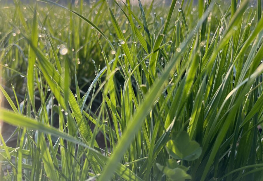 Od ziarenka do bochenka – Eko Przygoda! 🌾